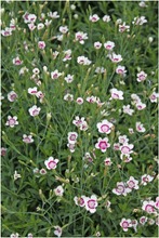 Satakunnan Taimitukku Ketoneilikka 'Arctic Fire' Dianthus Deltoides (6417481280557)