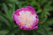 Satakunnan Taimitukku Kiinanpioni 'Santa Fe' Paeonia Lactiflora (6417481280670)