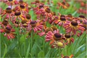 Satakunnan Taimitukku Syyshohdekukka 'Loysder Wieck' Helenium (6417481280748)