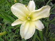 Satakunnan Taimitukku Tarhapäivänlilja 'Joan Senior' Hemerocallis (6417481280755)