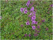 Satakunnan Taimitukku Kangasajuruoho 'Magic Carpet' Thymus Serpyllum (6417481280786)