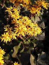 Satakunnan Taimitukku Kallionauhus 'Britt Marie Crawford' Ligularia (6417481280809)
