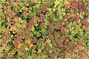 Satakunnan Taimitukku Oregoninmaksaruoho Sedum Oreganum (6417481280939)