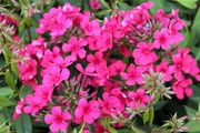 Satakunnan Taimitukku Syysleimu 'Early Red' Phlox Paniculata (6417481281172)