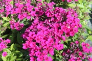 Satakunnan Taimitukku Syysleimu 'Early Cerise' Phlox Paniculata (6417481281189)