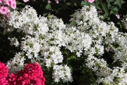 Satakunnan Taimitukku Syysleimu 'Early White' Phlox Paniculata (6417481281219)