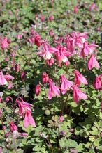 Satakunnan Taimitukku Japaninakileija Cameo-R 'Rose And White' Aquilegia Flabellata (6417481281318)