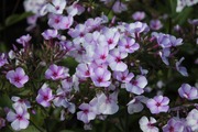 Satakunnan Taimitukku Syysleimu 'Sini' Phlox Paniculata (6417481281486)