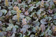 Satakunnan Taimitukku Rönsyakankaali 'Black Scallop' Ajuga Reptans (6417481281684)