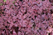 Satakunnan Taimitukku Maksaruoho 'Firecracker' Sedum (6417481281783)