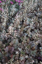 Satakunnan Taimitukku Haltiankukka 'Twilight' Heucherella (6417481281875)