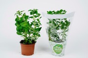 Oregano (6430021740083)