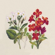 Duni Paper+ Design 25Kpl 33Cm 2-Krs Naturals Botanical Lautasliina (7321011927913)