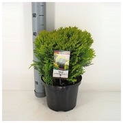 P-Plant Kultapallotuija 'Mirjam' 20-25Cm Astiataimi 19Cm Ruukussa (8717191449038)