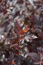 Tiny Wine® Purppuraheisiangervo, Physocarpus Opulifolius 'Smpotw' Tiny Wine®, At 3 L (8717191523554)