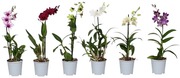 Dendrobium Sa-Nook, 1-Vana, Lajitelma, Rk 12 Cm, Korkeus 45 Cm