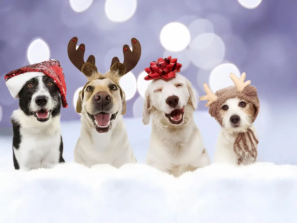 Jouluinen kuva neljästä eri rotuisesta koirasta, joista osalla päässä tonttulakit ja osalla poronsarvipäähineet