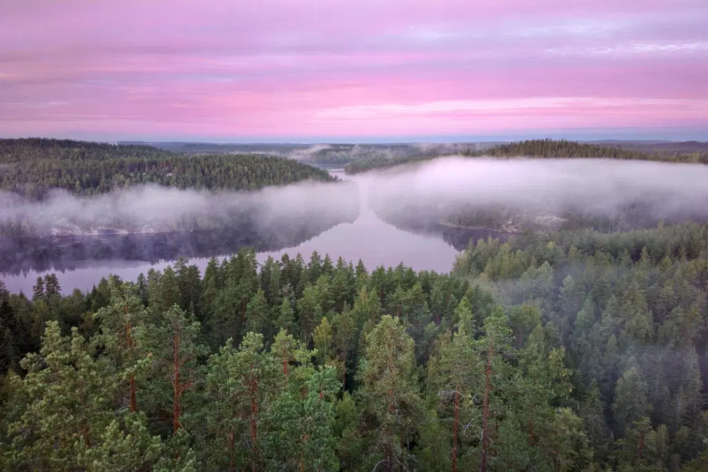 Metsämaisema ja vaaleanpunainen horisontti Repoveden kansallispuistossa.