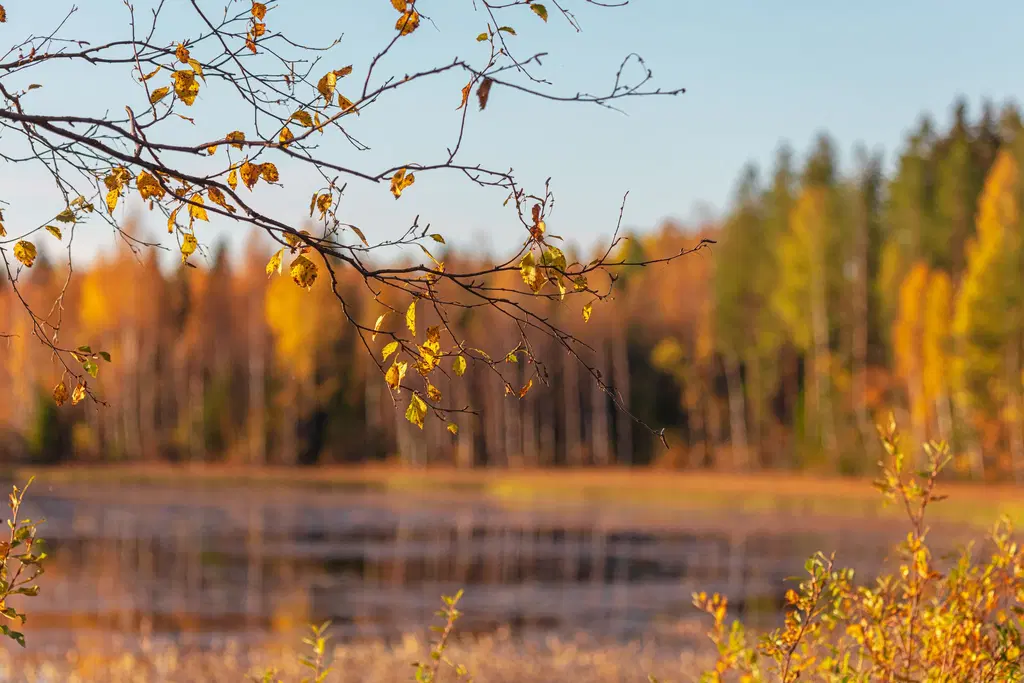 Metsämaisema ruskan väreissä, etualalla lampi.