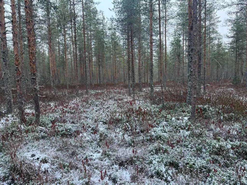 Suomeen uusi luonnonarvokaupan pilottihanke – S-ryhmä ostaa luontoarvoja maanomistaja Finsilvalta