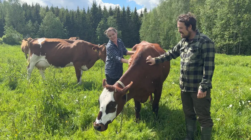 Asikkalan juustolan yrittäjät seisovat pellolla ja silittävät lehmää.
