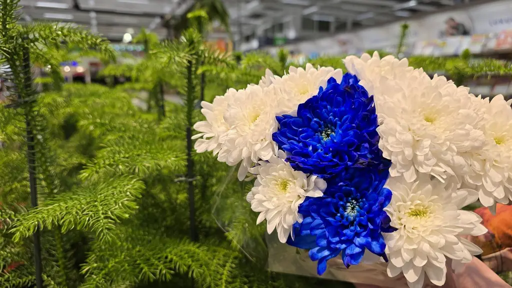 Kuvan etualalla sinisten ja valkoisten kukkien kimppu, taustalla havukasveja.