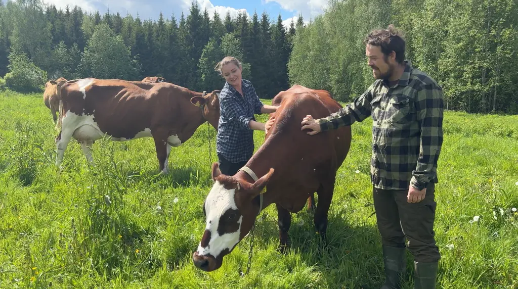 Asikkalan juustolan yrittäjät seisovat pellolla ja silittävät tilan lehmää.
