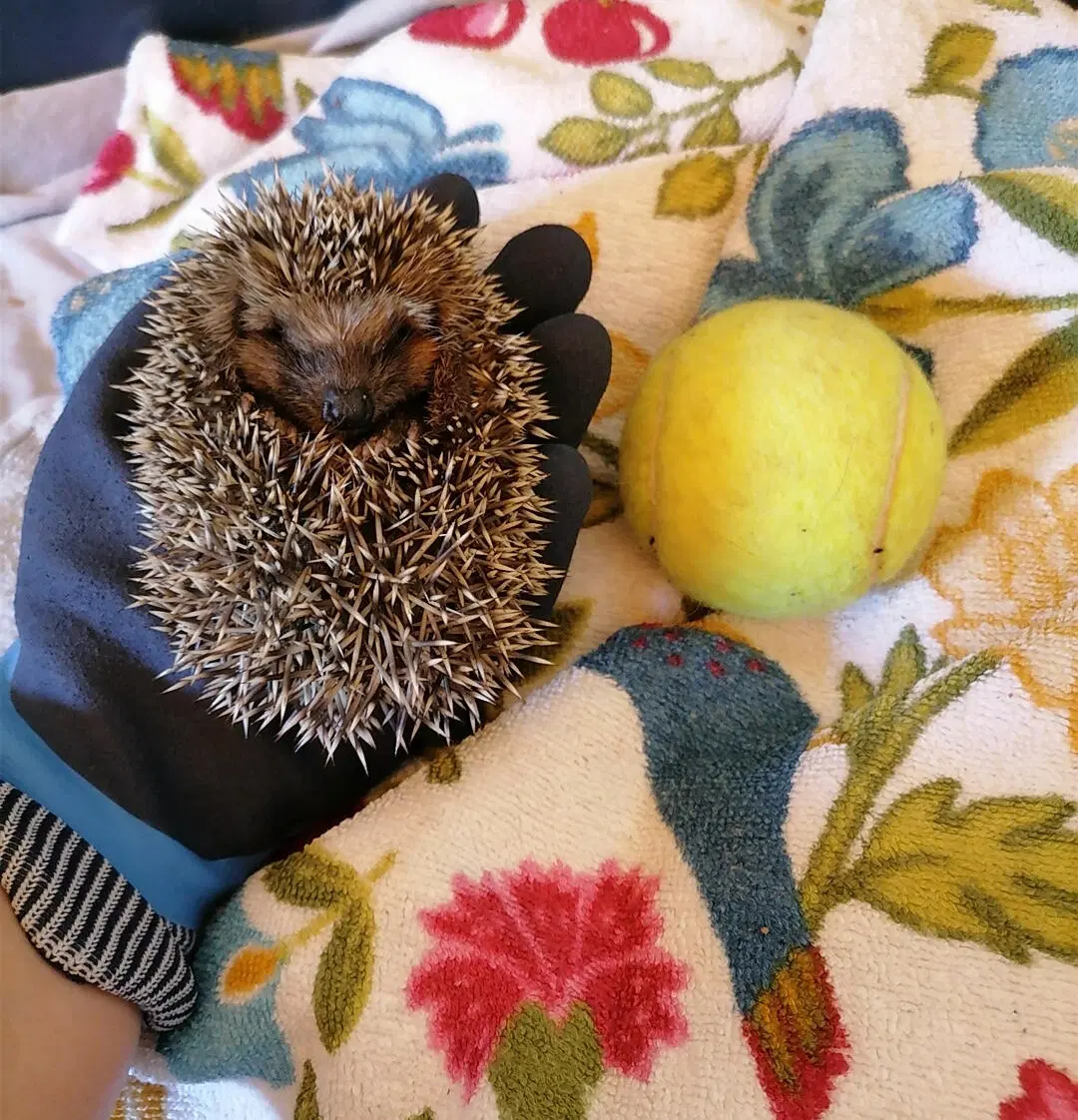 Siili kädessä, tennispallo siilin vieressä.