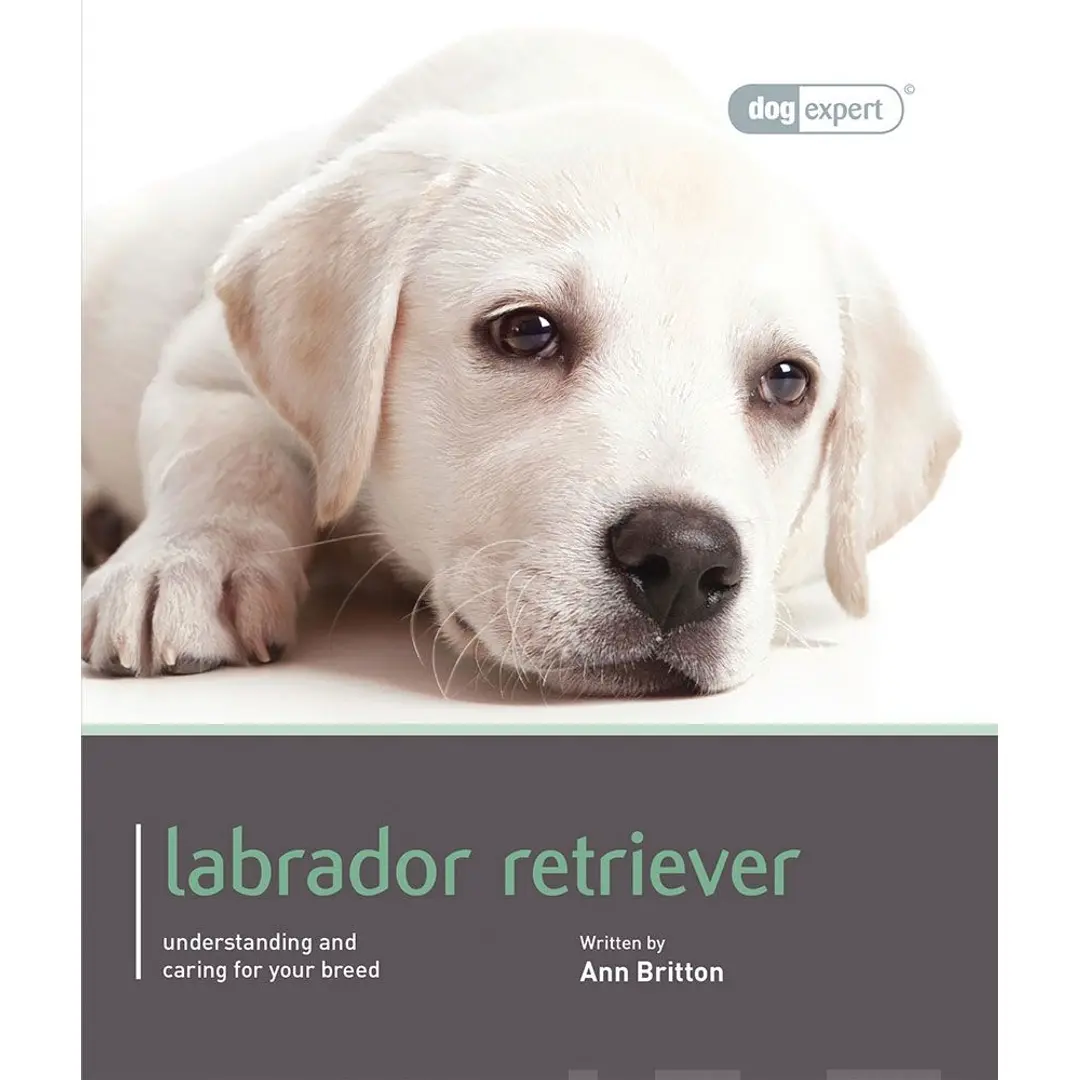 Britton, Labrador - Understanding and caring for your breed