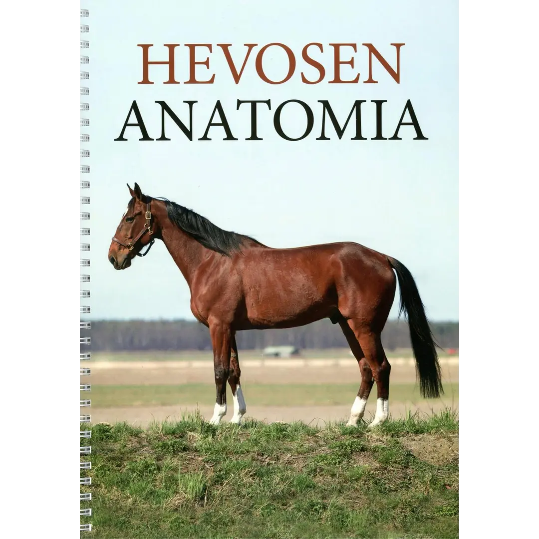 Sandgren, Hevosen anatomia