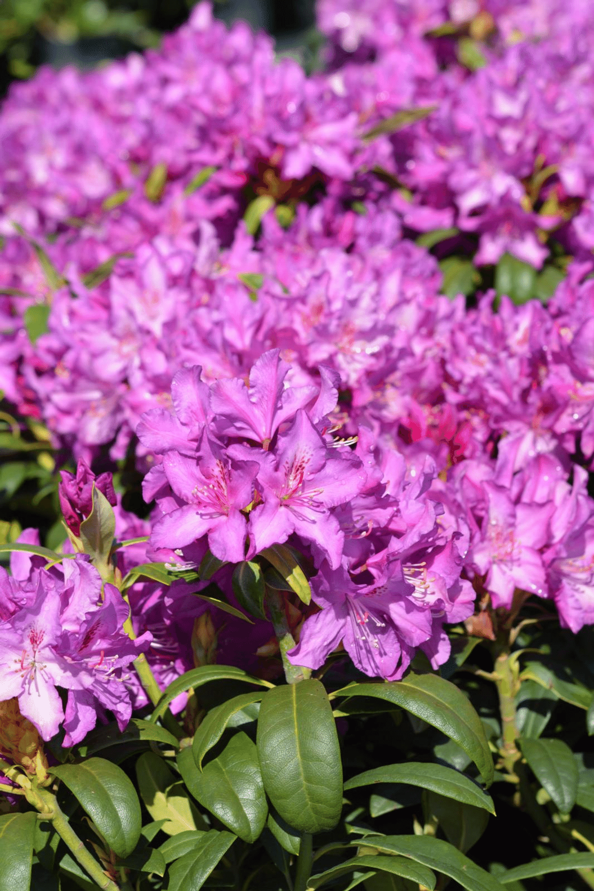 Lilac Rhododendron Alppiruusu 'Royal Lilac' Rhododendron 'Royal Lilac' | Prisma.fi ...