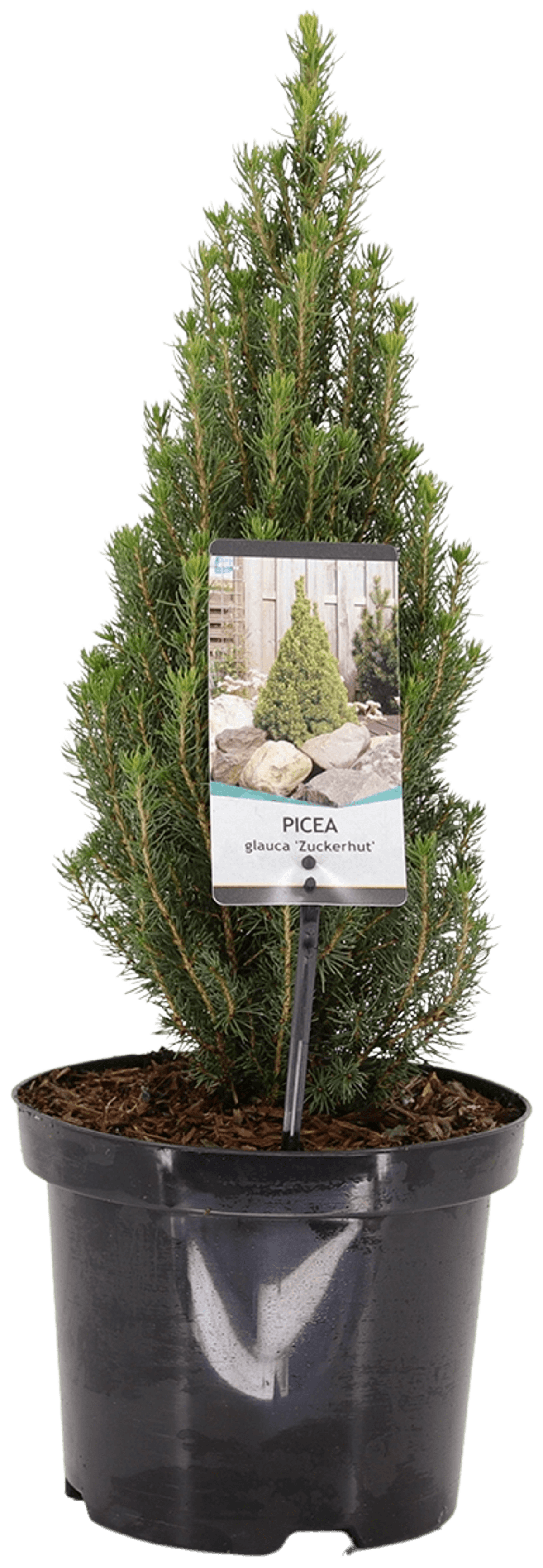 Kartiovalkokuusi &amp;#39;Zuckerhut&amp;#39; 25-30 cm astiataimi 3 l ruukku Picea ...