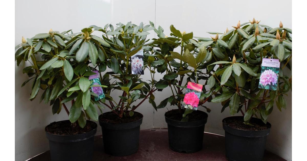 Puistoalppiruusu Rhododendron Catawbiense-ryhmä, värilajitelma neljä väriä,  halkaisija vähintään 35-45 cm, astiataimi 5 litraa | S-kaupat ruoan  verkkokauppa