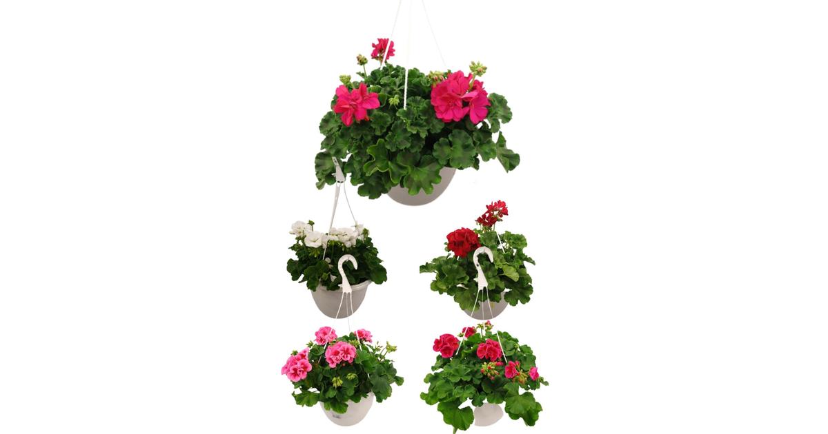 Heimosen Puutarha Pelargonia-amppeli 25cm | S-kaupat ruoan verkkokauppa