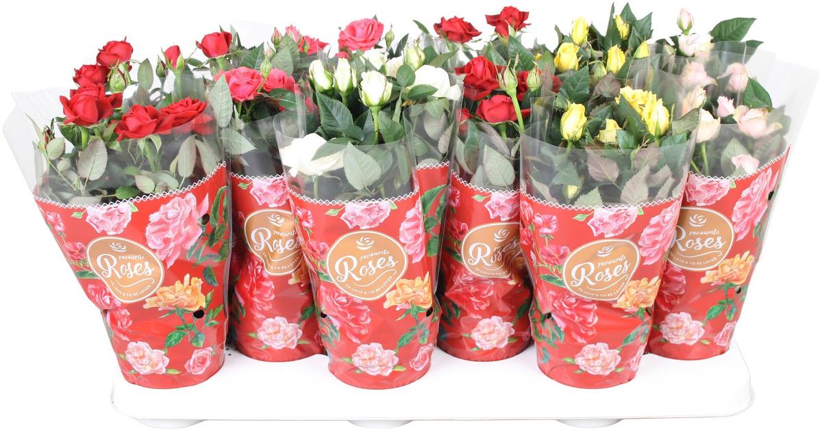 Ruusu Favourite, rk 10,5 cm, värilajitelma | S-kaupat ruoan verkkokauppa