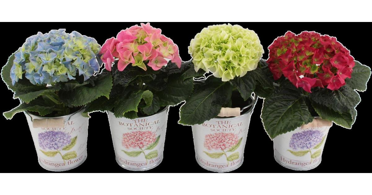 Hortensia, 1 kukka, värilaljitelma kuviollisessa sinkkiruukissa, ruukun  halk. 11cm | S-kaupat ruoan verkkokauppa