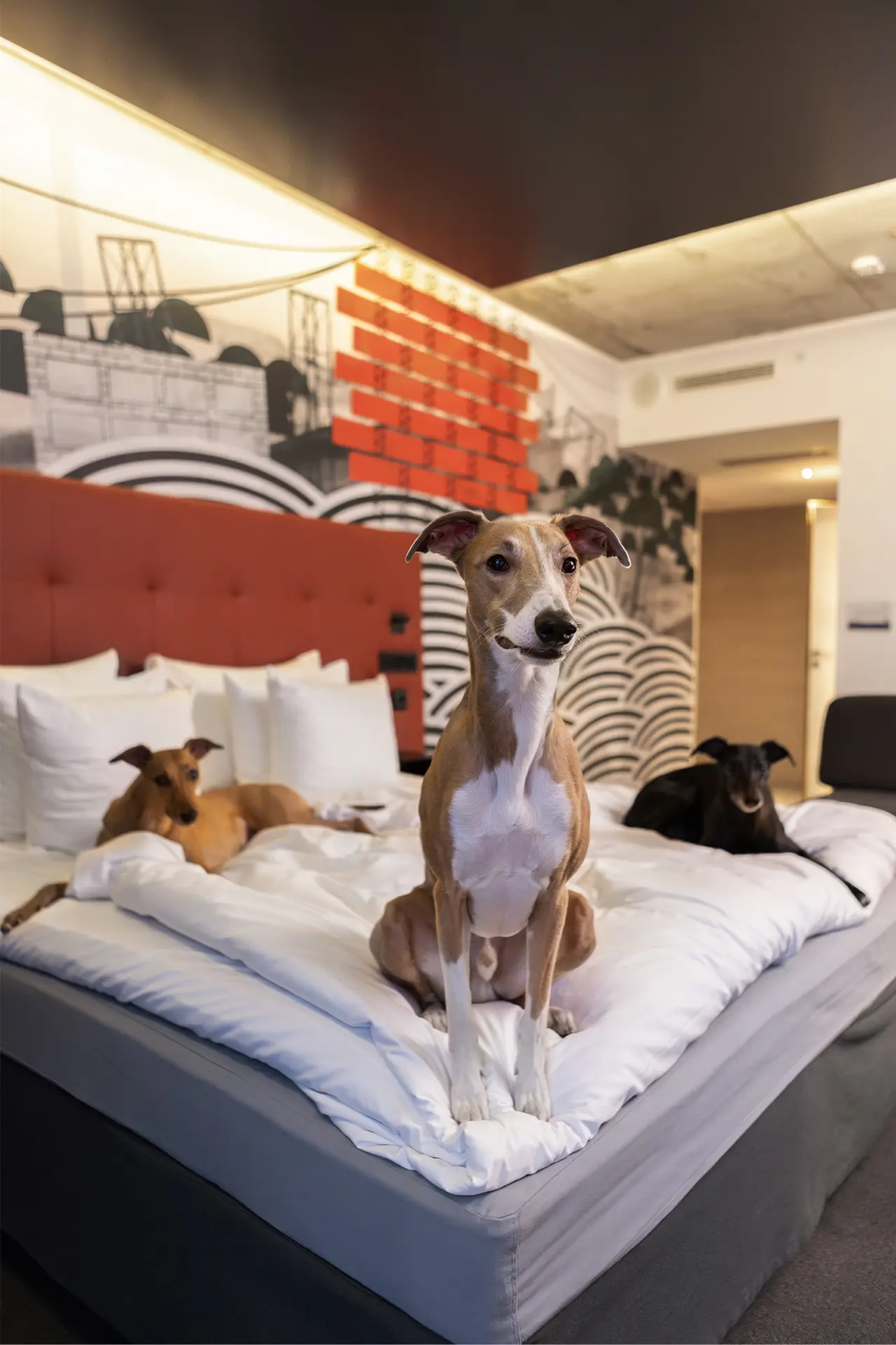 Kolme koiraa loikoilee hotellihuoneen sängyllä.