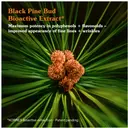 KORRES Black Pine Primus Elasticity Boost Day Cream kosteusvoide 40 ml