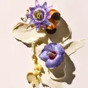 Sol de Janeiro Delicia Drench Body Butter vartalovoide 75 ml