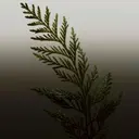 Burberry Hero Parfum tuoksu 50 ml