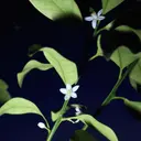 Chloé Nomade Nuit d´egypte EdP tuoksu 30 ml