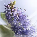 Lancôme La Vie Est Belle Iris Absolu EdP tuoksu 50 ml