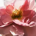 Chloé L'eau de Parfum Lumineuse tuoksu 30 ml