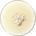 The Ordinary Aloe 2% + NAG 2% Solution Seerumi 30 ml