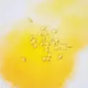 Terveyskaista Aurinko D 100 µg 75 kaps.