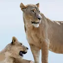 Burberry Goddess EdP tuoksu 30 ml