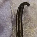 Chloé Nomade Nuit d´egypte EdP tuoksu 30 ml