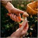 Fiskars sieniveitsi 21 cm oranssi