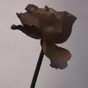 Fenty Beauty Fenty EdP tuoksu 75 ml