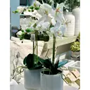 Finnmari Orkidea 55 cm ruukussa valkoinen